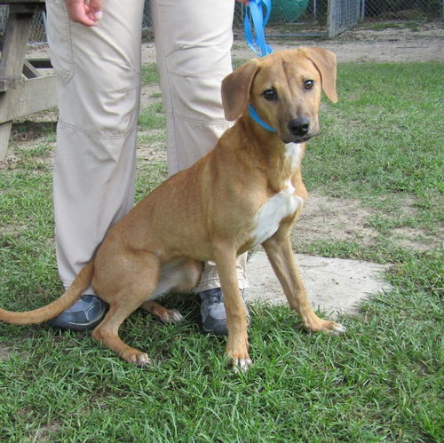 Mallory - Has a Foster-to-Adopt Home