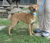 Mallory - Has a Foster-to-Adopt Home