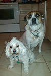 Lily & Cody - Courtesy Posting