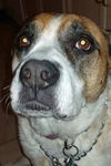 Lily & Cody - Courtesy Posting