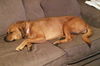Payton