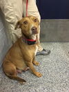 Butternut - Has an Adoptive Home