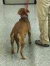 Butternut - Has an Adoptive Home