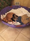 Butternut - Has an Adoptive Home