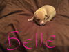 Butternut - Has an Adoptive Home