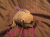 Butternut - Has an Adoptive Home