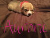Butternut - Has an Adoptive Home