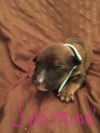 Butternut - Has an Adoptive Home