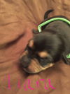 Butternut - Has an Adoptive Home