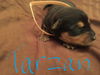 Butternut - Has an Adoptive Home