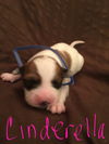 Butternut - Has an Adoptive Home