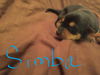 Butternut - Has an Adoptive Home
