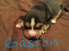 Butternut - Has an Adoptive Home