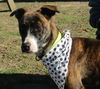 Carlotta - Has a Foster-to-Adopt Home