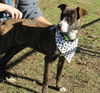 Carlotta - Has a Foster-to-Adopt Home