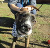 Carlotta - Has a Foster-to-Adopt Home