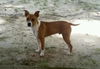 Peanut
