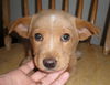 Carley