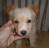 Clementine