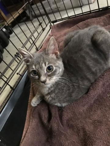 Penny