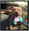 Reggie - Adoption Pending!