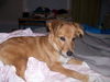 Cooper