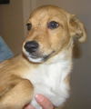 Cooper