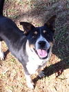 Zippy - Adoption Pending!