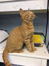 Herman - Adoption pending