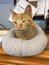 Herman - Adoption pending