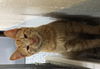 Herman - Adoption pending