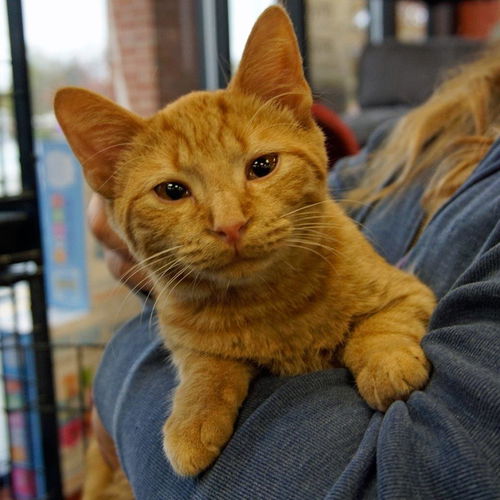 Herman - Adoption pending