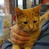 Herman - Adoption pending