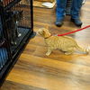 Herman - Adoption pending