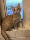 Finn - Adoption Pending!