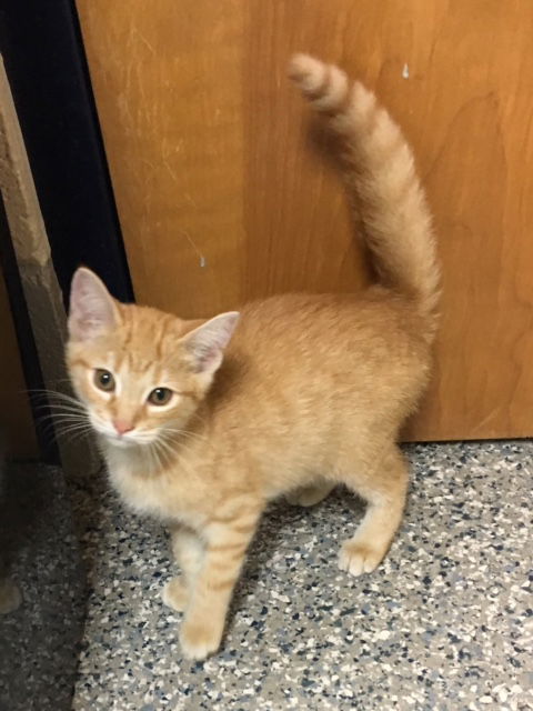 Finn - Adoption Pending!