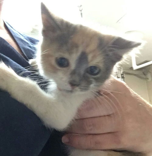 Peggy - Adoption Pending!