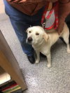 Ana - Adoption Pending