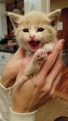 Carmello - Adoption Pending!