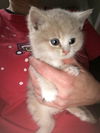 Carmello - Adoption Pending!