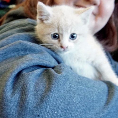 Carmello - Adoption Pending!
