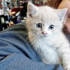 Carmello - Adoption Pending!