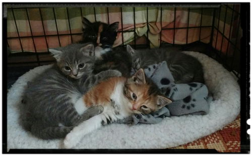 Willow, Douglas, Magnolia & Aspen - Pending!