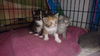 Willow, Douglas, Magnolia & Aspen - Pending!