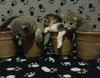 Willow, Douglas, Magnolia & Aspen - Pending!