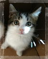 Jack - Adoption Pending!