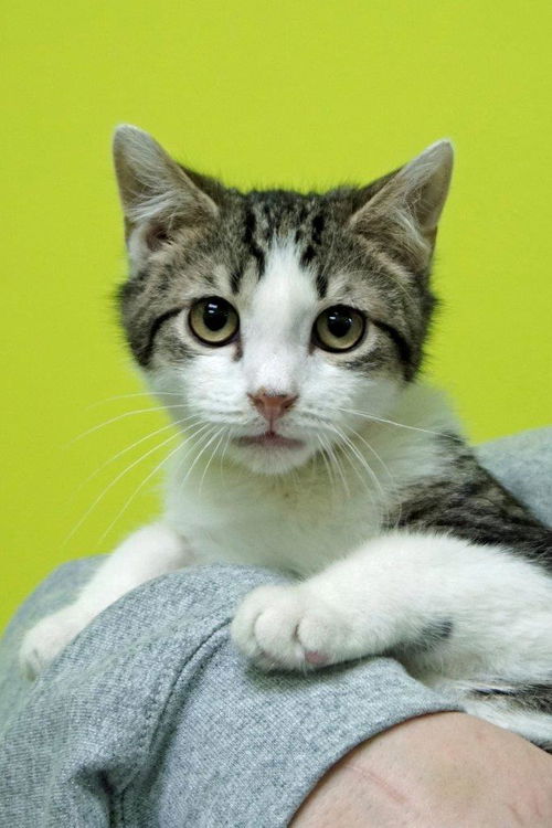 Jack - Adoption Pending!