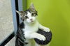 Jack - Adoption Pending!