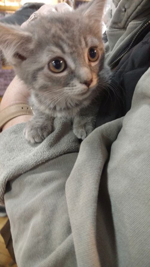 Willow - Adoption pending!