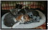 Willow - Adoption pending!